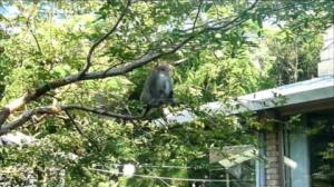 台灣獼猴造訪內覺禪林
